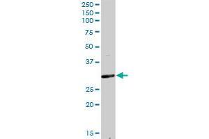F11R MaxPab rabbit polyclonal antibody. (F11R antibody  (AA 1-299))