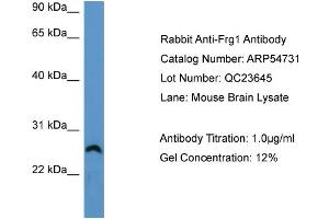 WB Suggested Anti-Frg1  Antibody Titration: 0.
