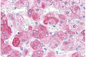 Human Adrenal: Formalin-Fixed, Paraffin-Embedded (FFPE) (BACE1 antibody  (AA 72-121))