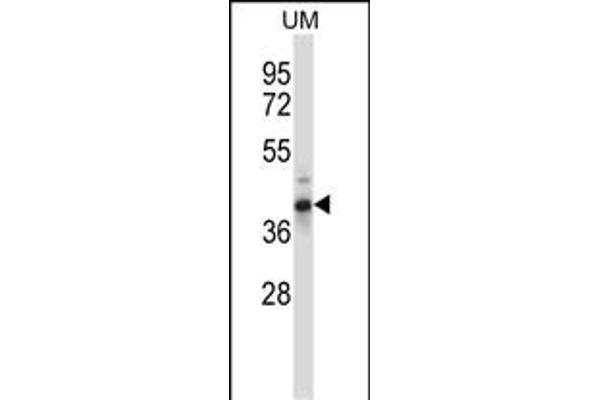 OAF antibody  (N-Term)