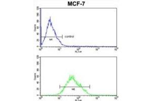 Flow Cytometry (FACS) image for anti-Cytochrome C Oxidase Subunit Va (COX5A) antibody (ABIN3004055) (COX5A antibody)