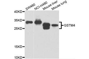 Western blot analysis of extracts of various cell lines, using GSTM4 antibody. (GSTM4 antibody)