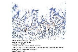 Rabbit Anti-HNRNPA1L2 Antibody  Paraffin Embedded Tissue: Human Stomach Cellular Data: Epithelial cells of fundic gland Antibody Concentration: 4. (HNRNPA1L2 antibody  (N-Term))