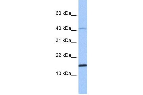 SPAG11B antibody  (N-Term)