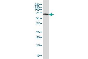 ERO1L monoclonal antibody (M01), clone 4G3 Western Blot analysis of ERO1L expression in HeLa . (ERO1L antibody  (AA 90-178))