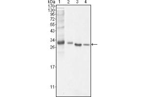 Western blot analysis using BCL10 antibody against NIH/3T3 (1), Hela (2), MCF-7 (3) and Jurkat (4) cell lysate. (BCL10 antibody)