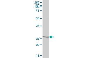CLEC5A MaxPab polyclonal antibody.