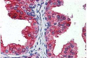 Anti-CYB5A / Cytochrome b5 antibody IHC staining of human prostate. (CYB5A antibody  (AA 1-135))