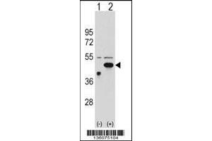 Western blot analysis of ETNK2 using rabbit polyclonal ETNK2 Antibody using 293 cell lysates (2 ug/lane) either nontransfected (Lane 1) or transiently transfected (Lane 2) with the ETNK2 gene. (Ethanolamine Kinase 2 antibody  (N-Term))