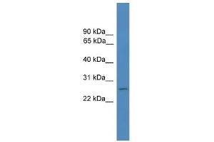 WB Suggested Anti-FOLR4 Antibody Titration: 0. (Folate Receptor 4 antibody  (Middle Region))