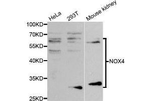 Western blot analysis of extracts of various cell lines, using NOX4 antibody. (NADPH Oxidase 4 antibody)