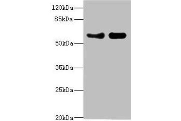 Vangl1 antibody  (AA 275-524)