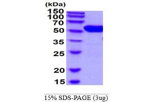 SDS-PAGE (SDS) image for Glucokinase (Hexokinase 4) (GCK) protein (His tag) (ABIN668035) (GCK Protein (His tag))