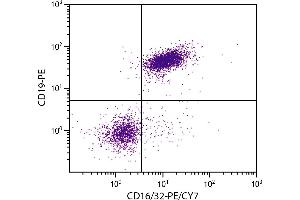 BALB/c mouse splenocytes were stained with Rat Anti-Mouse CD16/32-PE/CY7. (CD32/CD16 antibody  (PE-Cy7))