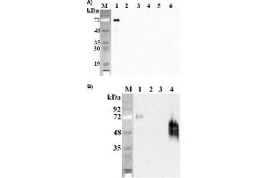 Western blot analysis using anti-DLK1 (mouse), mAb (PF105B)  at 1:2'000 dilution. (DLK1 antibody  (Extracellular Domain))