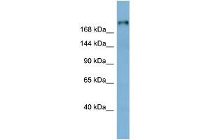 WB Suggested Anti-LAMB1 Antibody Titration:  0. (Laminin beta 1 antibody  (Middle Region))