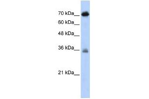 WB Suggested Anti-NKRF Antibody Titration:  0. (NKRF antibody  (N-Term))