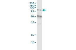 ZNF14 monoclonal antibody (M01), clone 1D8. (ZFP14 antibody  (AA 70-161))