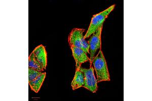 Immunocytochemistry (ICC) image for anti-Colony Stimulating Factor 3 (Granulocyte) (CSF3) (AA 1-207) antibody (ABIN5863249) (G-CSF antibody  (AA 1-207))