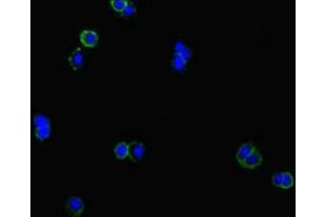 Immunofluorescent analysis of HepG2 cells using ABIN7147573 at dilution of 1:100 and Alexa Fluor 488-congugated AffiniPure Goat Anti-Rabbit IgG(H+L)