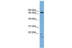 WB Suggested Anti-MRE11A  Antibody Titration: 0. (Mre11 antibody  (N-Term))