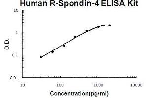 R-Spondin 4 ELISA 试剂盒