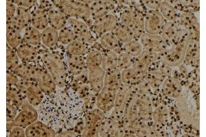 ABIN6276825 at 1/100 staining Rat kidney tissue by IHC-P. (MAD2L1 antibody  (Internal Region))