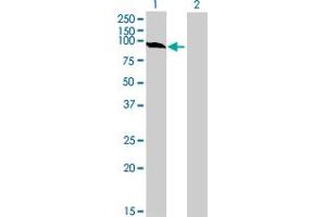 Western Blot analysis of GSTCD expression in transfected 293T cell line by GSTCD MaxPab polyclonal antibody. (GSTCD antibody  (AA 1-632))
