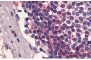 Image no. 1 for anti-Sphingosine-1-Phosphate Receptor 4 (S1PR4) (C-Term) antibody (ABIN1048533) (S1PR4 antibody  (C-Term))