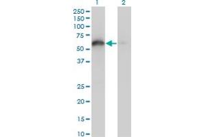 Western Blot analysis of BAG4 expression in transfected 293T cell line by BAG4 monoclonal antibody (M02), clone 2G9.