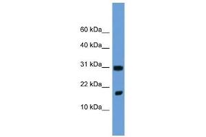 Fgf1 antibody used at 2. (FGF1 antibody  (N-Term))