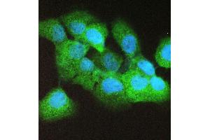 IF analysis of Caspase 4 using anti-Caspase 4 antibody (ABIN5693193). (Caspase 4 antibody  (AA 111-194))