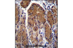 TSSK6 Antibody (C-term) (ABIN656396 and ABIN2845691) immunohistochemistry analysis in formalin fixed and paraffin embedded human stomach tissue followed by peroxidase conjugation of the secondary antibody and DAB staining. (TSSK6 antibody  (C-Term))