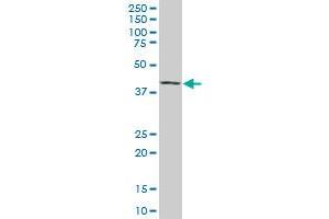 MAF antibody  (AA 304-403)