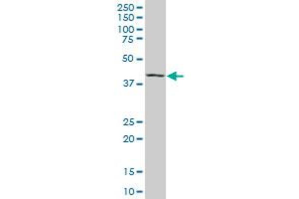 MAF antibody  (AA 304-403)