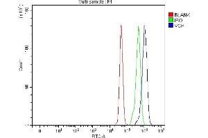 Flow Cytometry analysis of U87 cells using anti-VCP antibody (ABIN7599605). (VCP antibody  (AA 10-512))
