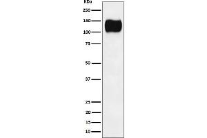 Western blot analysis of ICAM3 / CD50 expression in Ramos cell lysate.