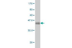 Western Blotting (WB) image for anti-NRBP2 (NRBP2) (AA 151-258) antibody (ABIN567033)