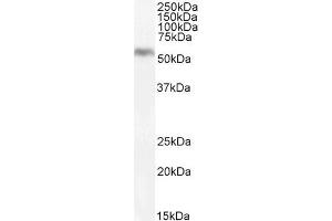 ABIN190886 (0. (DGAT1 antibody  (Internal Region))