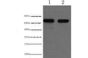 Western Blot analysis of HepG2 cells using AFP Monoclonal Antibody at dilution of 1:2000. (alpha Fetoprotein antibody)