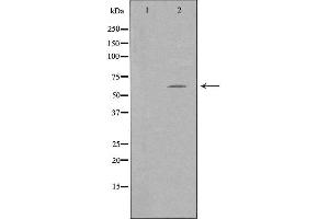 TFE3 antibody  (Internal Region)