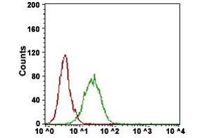 Flow Cytometry analysis of A431 cells with NT5E monoclonal antibody, clone 4G6E3  at 1:200-1:400 dilution (Green) and negative control (Red).