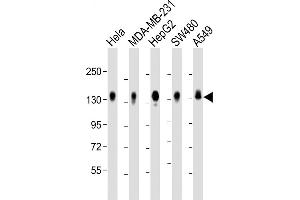 Western Blotting (WB) image for anti-Interleukin 6 Signal Transducer (Gp130, Oncostatin M Receptor) (IL6ST) (AA 871-899), (C-Term) antibody (ABIN655059)