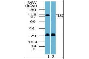 Western blot analysis of human TLR7 in Ramos cell lysate in the 1) absence and 2) presence of immunizing peptide using antibody at 1 µg/ml. (TLR7 antibody  (AA 900-950))