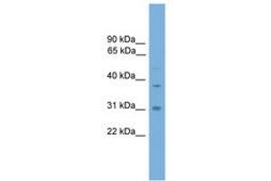 Image no. 1 for anti-Aryl Hydrocarbon Receptor Interacting Protein (AIP) (C-Term) antibody (ABIN6745237) (AIP antibody  (C-Term))