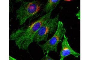 Indirect immunofluorescence on 3T3 cells (dilution 1 : 100; red) in combination with the monoclonal antibody against α-tubulin (cat. (KDELR1 antibody  (AA 192-212))