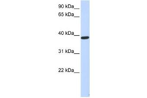 Western Blotting (WB) image for anti-Protein Phosphatase 1, Regulatory Subunit 7 (PPP1R7) antibody (ABIN2459966) (PPP1R7 antibody)