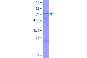 B3GNT3 Protein (AA 1-372) (GST tag)