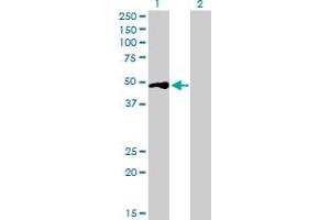 Western Blot analysis of BSND expression in transfected 293T cell line by BSND MaxPab polyclonal antibody.