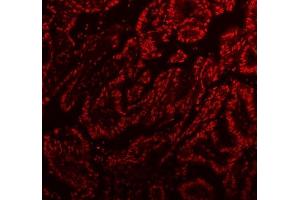 IF analysis of SFPQ using anti-SFPQ antibody (ABIN7603089).